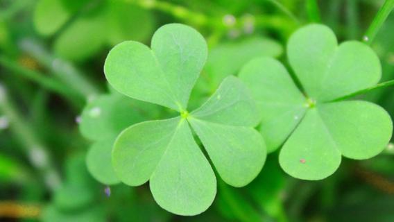 三叶草的养殖方法和注意事项（盆栽三叶草养殖方法和注意事项）