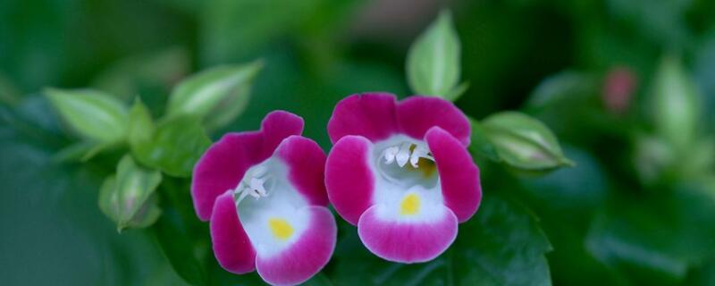 夏堇花怎样种植（夏堇花怎样种植才能开花）
