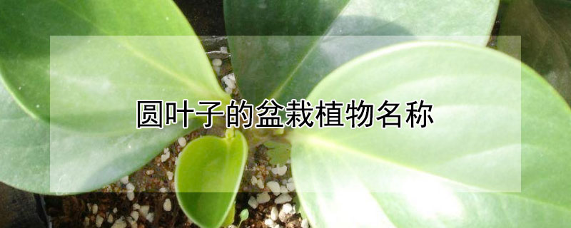 圆叶子的盆栽植物名称 圆叶子植物图片及名称