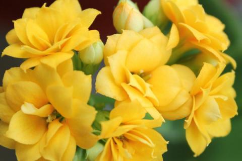 卧室养什么花有助睡眠