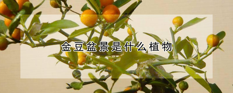 金豆盆景是什么植物（金豆盆景是什么植物类型）