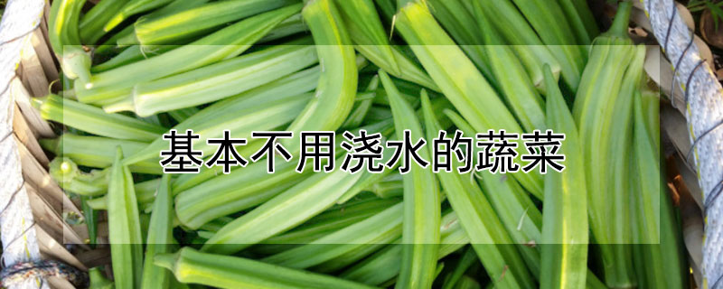 基本不用浇水的蔬菜（哪种蔬菜不太用浇水）