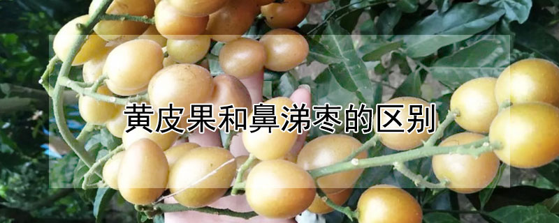 黄皮果和鼻涕枣的区别（黄黄的像枣子一样的水果）