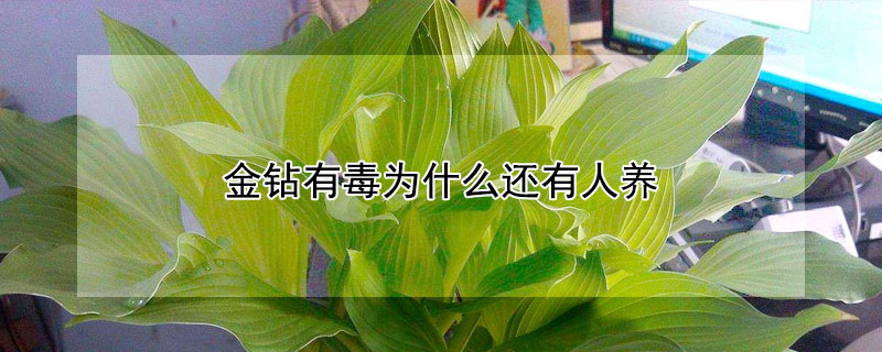 金钻有毒为什么还有人养（金钻有毒为什么还有人养过）