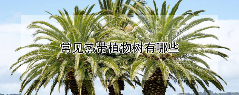 常见热带植物树有哪些 常见热带植物树有哪些种类