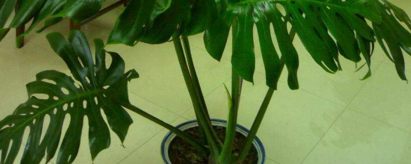 滴水观音与龟背竹的区别（龟背竹和滴水观音是一种植物吗）