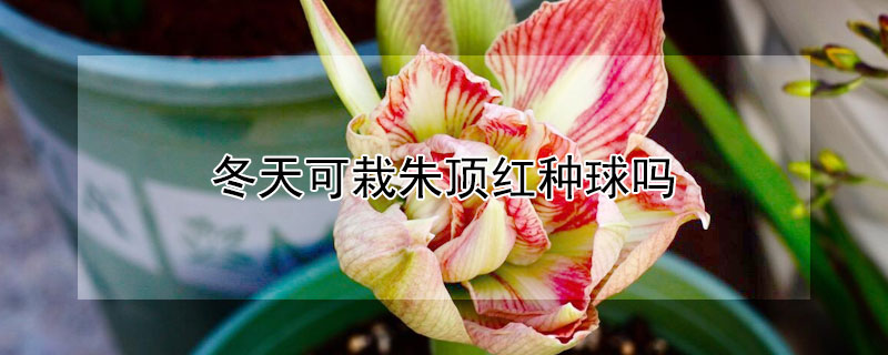 冬天可栽朱顶红种球吗 冬天可栽朱顶红种球吗视频