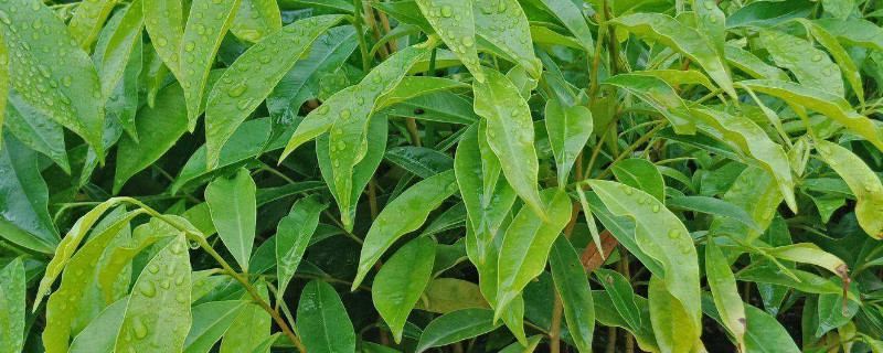 奇楠树在哪里能种植 奇楠树在哪里能种植呢