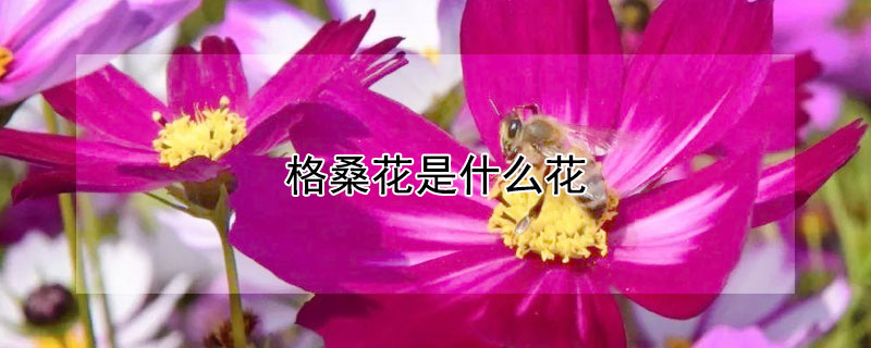 格桑花是什么花 格桑花是什么花图片
