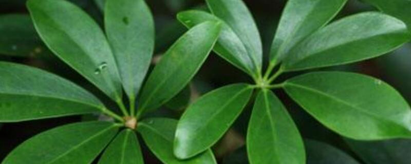 和鹅掌柴相似的植物（和鹅掌柴相似的植物图片）