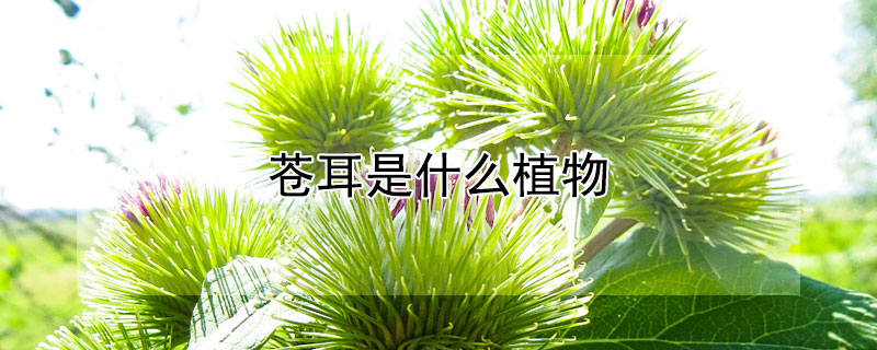 苍耳是什么植物（苍耳是什么植物图片）