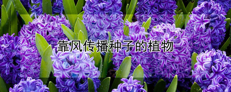 靠风传播种子的植物（靠风传播种子的植物有哪些二年级）