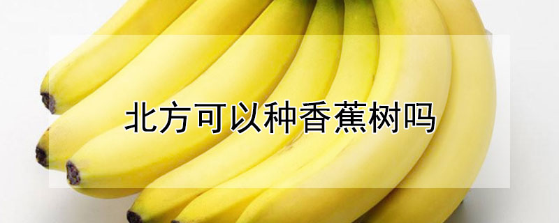 北方可以种香蕉树吗（北方盆栽香蕉树怎么种）