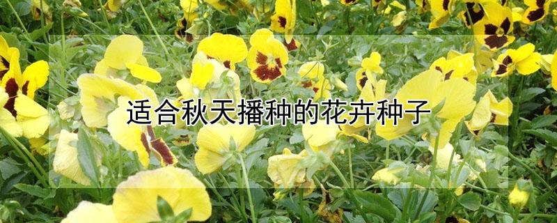 适合秋天播种的花卉种子 秋冬季节适合种什么花种子
