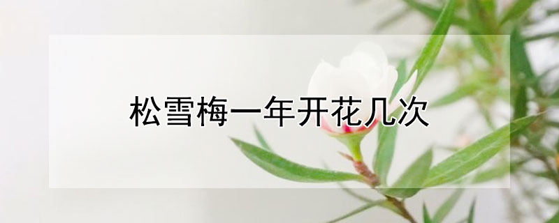 松雪梅一年开花几次 松雪梅一年四季都开花吗