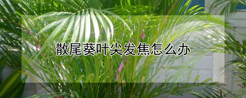 散尾葵叶尖发焦怎么办（散尾葵叶子焦尖怎么回事）