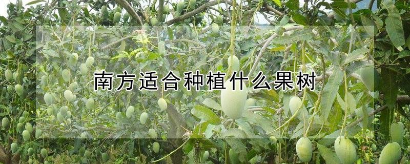 南方适合种植什么果树 南方适合种植什么果树收益快当年种当年收