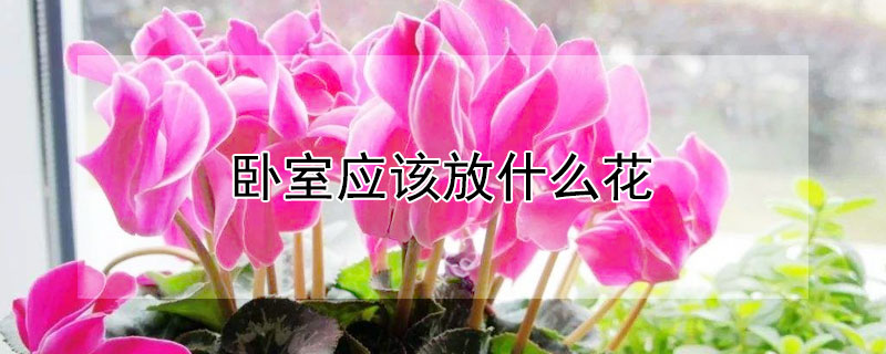 卧室应该放什么花 卧室应该放什么花好看