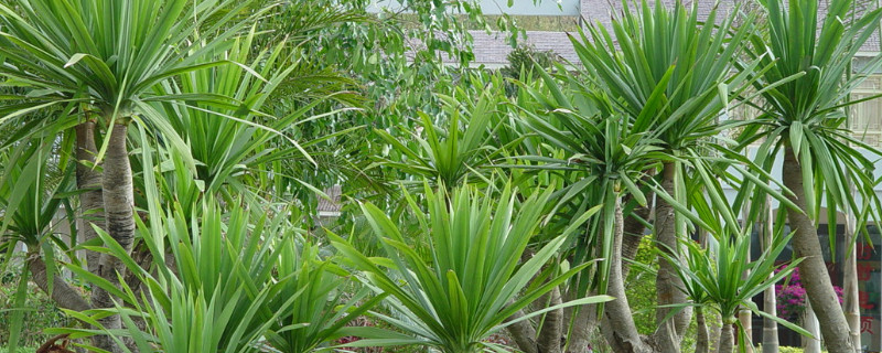 龙须树卷叶是什么原因（龙须树叶子卷曲怎么办）