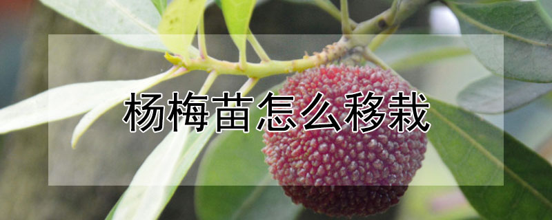 杨梅苗怎么移栽 杨梅苗怎么移栽视频