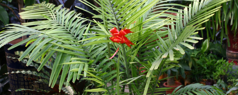 凤尾竹枝干怎么修剪（凤尾竹枝干怎么修剪视频）