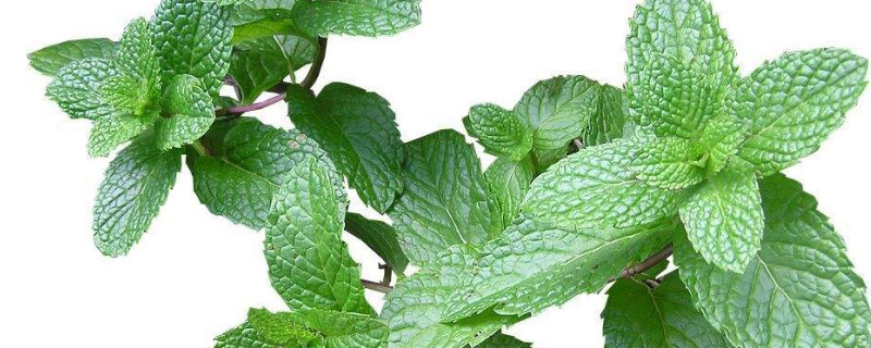 金银甜草又叫什么 金银草是什么