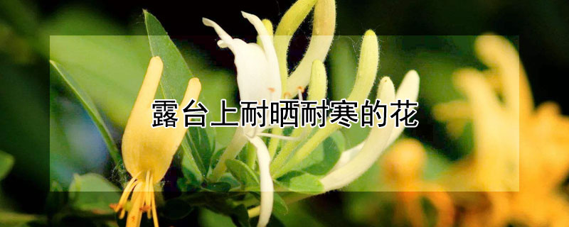 露台上耐晒耐寒的花（露台上耐晒耐寒花藤）