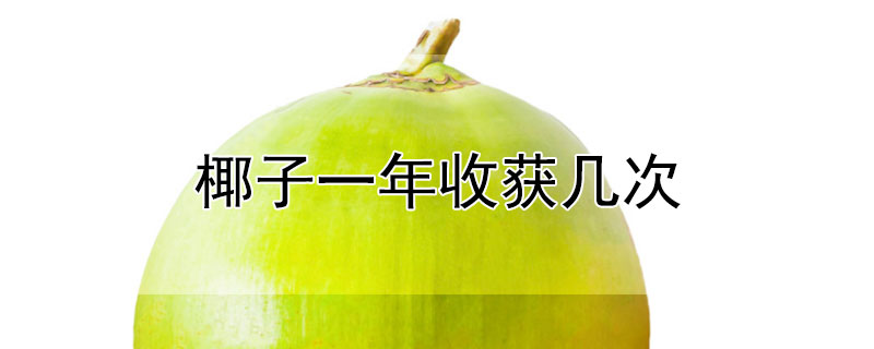 椰子一年收获几次（椰子一年结果多少次）