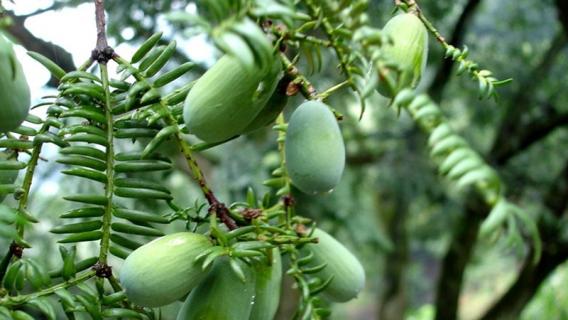 香榧是什么 香榧是什么坚果