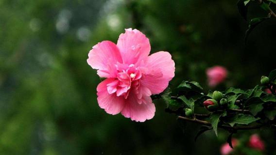 木槿花多少年开花（木槿花多少年开花结果）