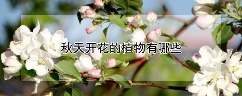 秋天开花的植物有哪些 秋天开花的植物有哪些花
