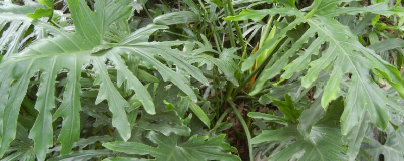 春羽叶子长锈斑的原因 春羽叶子长锈斑的原因是什么