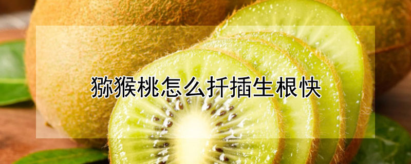猕猴桃怎么扦插生根快 猕猴桃怎么扦插生根快呢