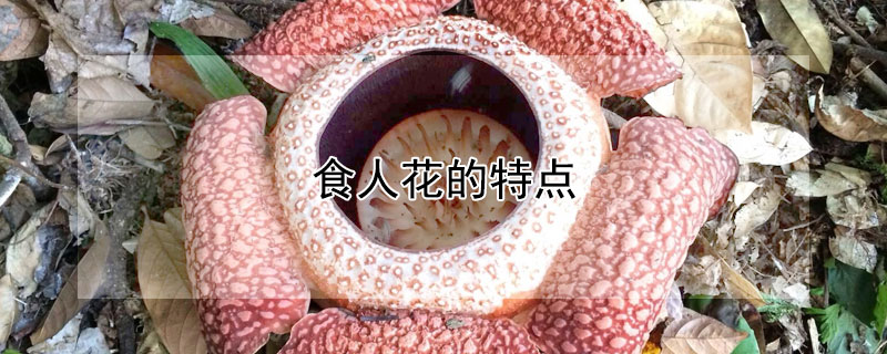 食人花的特点 食人花的特点和外貌