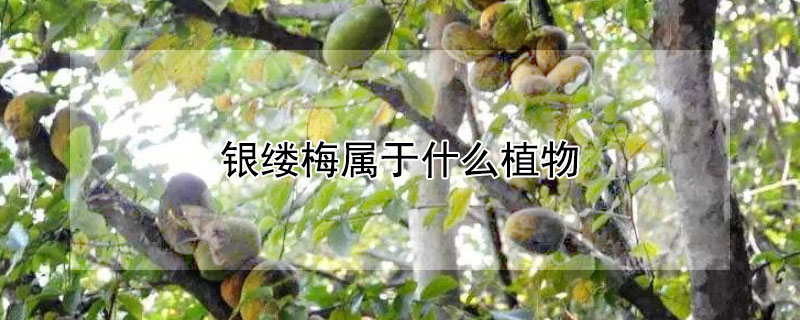 银缕梅属于什么植物（银缕梅是蕨类植物吗）