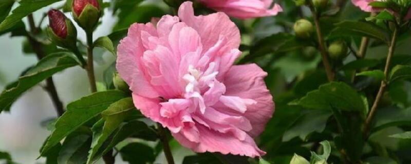 小木槿发黄怎么办 小木槿花朵发黄怎么办