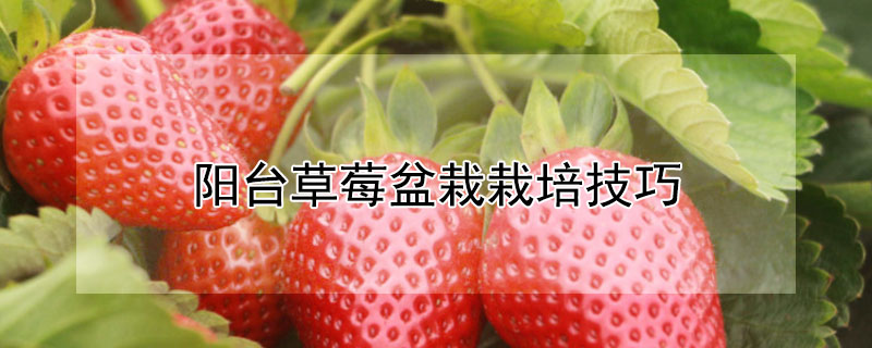 阳台草莓盆栽栽培技巧 阳台草莓盆栽栽培技巧和方法