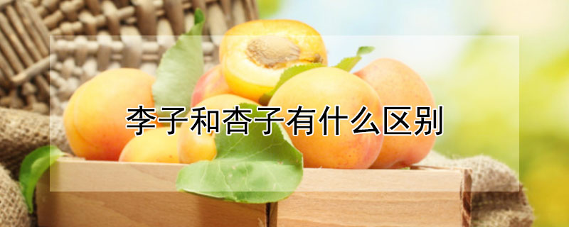 李子和杏子有什么区别 李子和杏子有什么区别图片