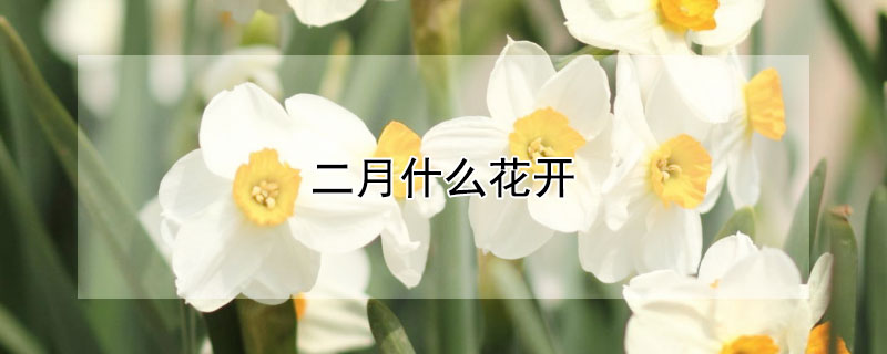 二月什么花开（三月什么花开）