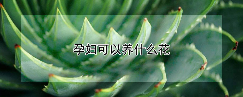 孕妇可以养什么花（孕妇可以养什么花还带香味）