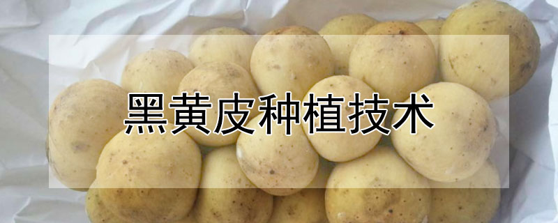 黑黄皮种植技术（黄皮的种植技术）