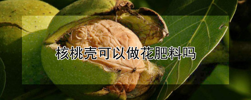 核桃壳可以做花肥料吗（核桃壳可以做花肥料吗图片）