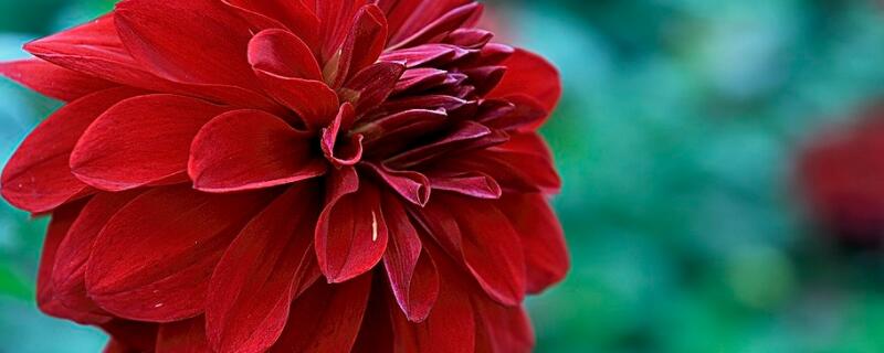 大丽花与牡丹的区别 牡丹和大丽花的区别