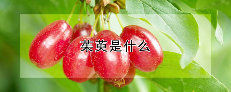 茱萸是什么（茱萸是什么味道）