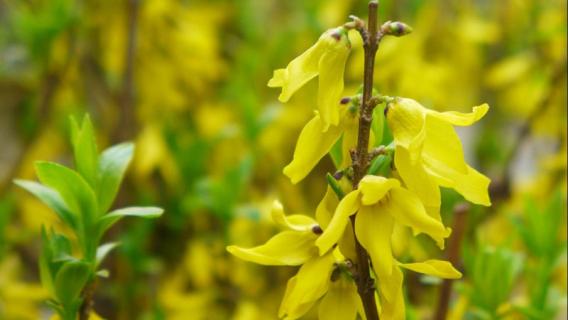 连翘是什么 连翘是什么味道