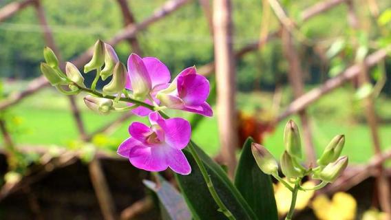 石斛兰和石斛的区别（石斛兰和石斛的区别在哪里）