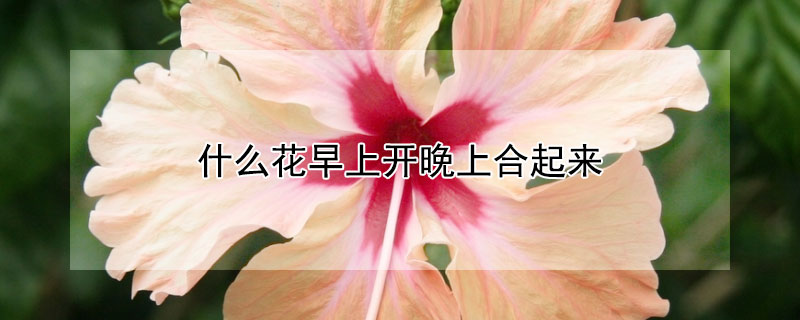 什么花早上开晚上合起来（什么花是早上开花晚上合起来）