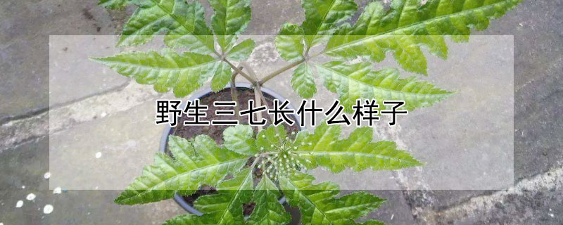 野生三七长什么样子 野生三七长什么样子图片