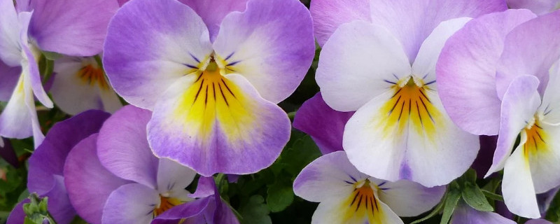 三色堇什么时候播种 三色堇播种期