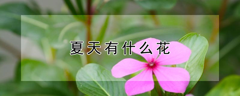 夏天有什么花 夏天有什么花图片